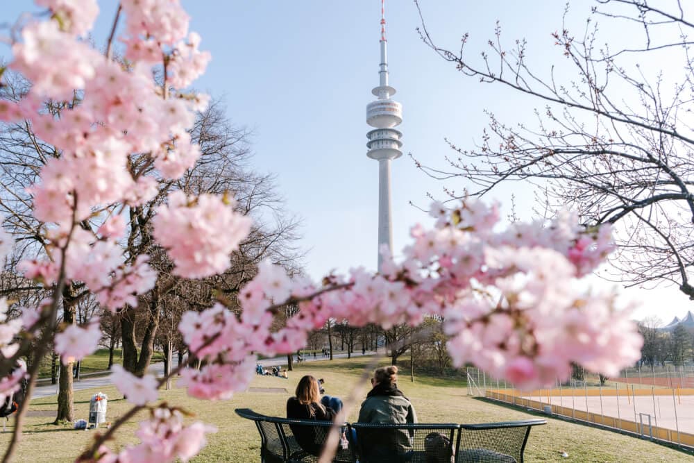 Featured image for article: The Best Munich Cherry Blossom Spots (Blooming Right Now!)
