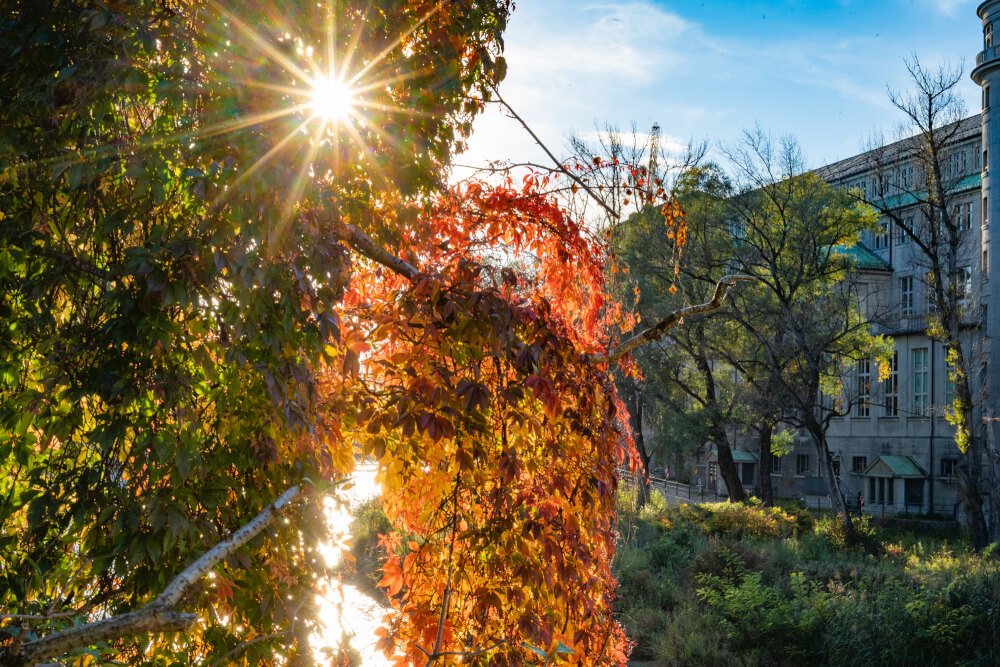 The 8 Best Places to See Autumn Foliage in Munich