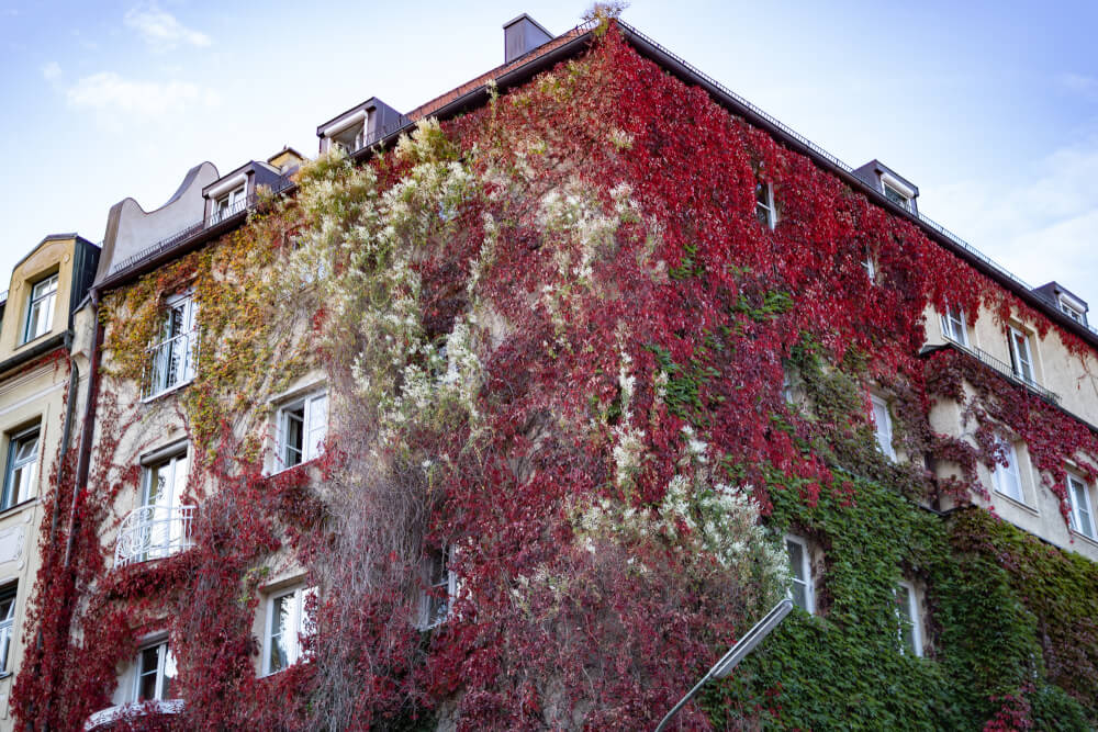 The 8 Best Places to See Autumn Foliage in Munich