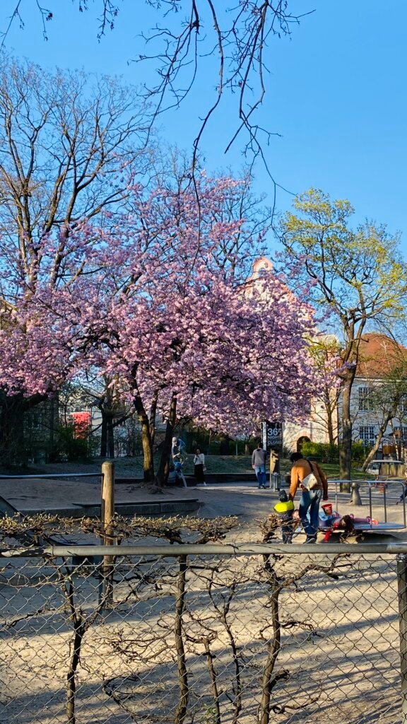 The Best Munich Cherry Blossom Spots (Blooming Right Now!)