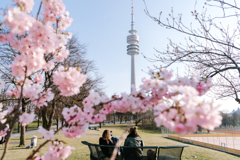 Munich Cherry Blossom