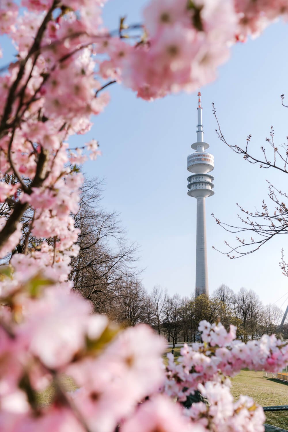 The Best Munich Cherry Blossom Spots Blooming Right Now 