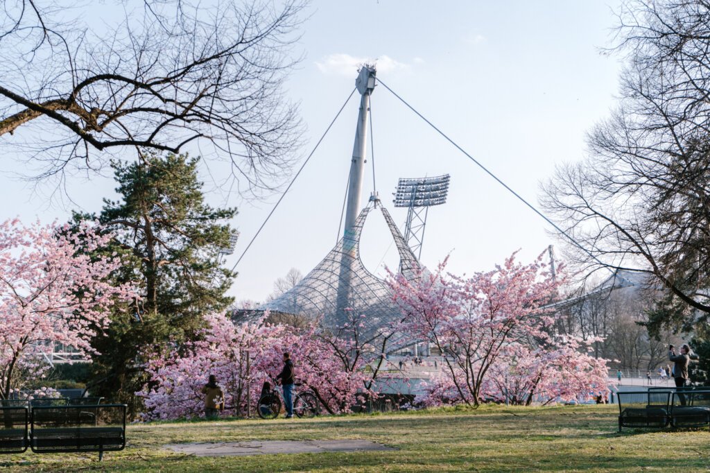 The Best Munich Cherry Blossom Spots (Blooming Right Now!)