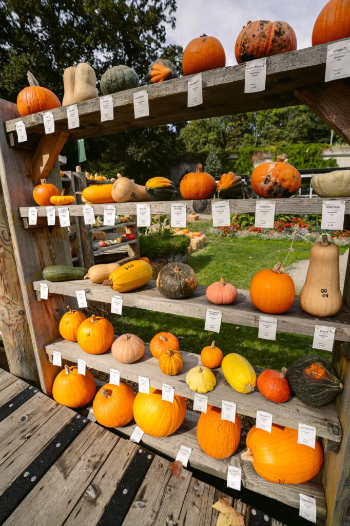 Visit The World's Largest Pumpkin Festival From Munich!