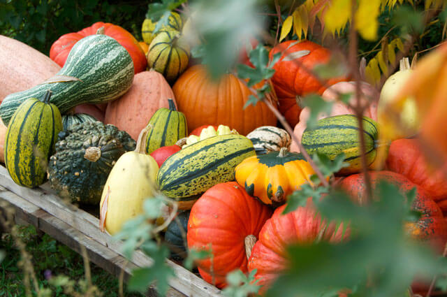 6+ Pumpkin Patches Near Munich You Need To Go To This Fall!