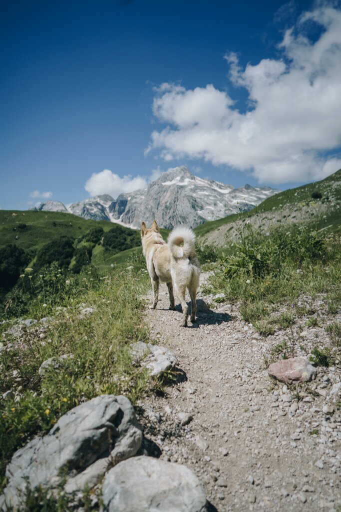 There's A Special Munich Bergbus To Go To The Mountains (Deutschlandticket Covers It!)