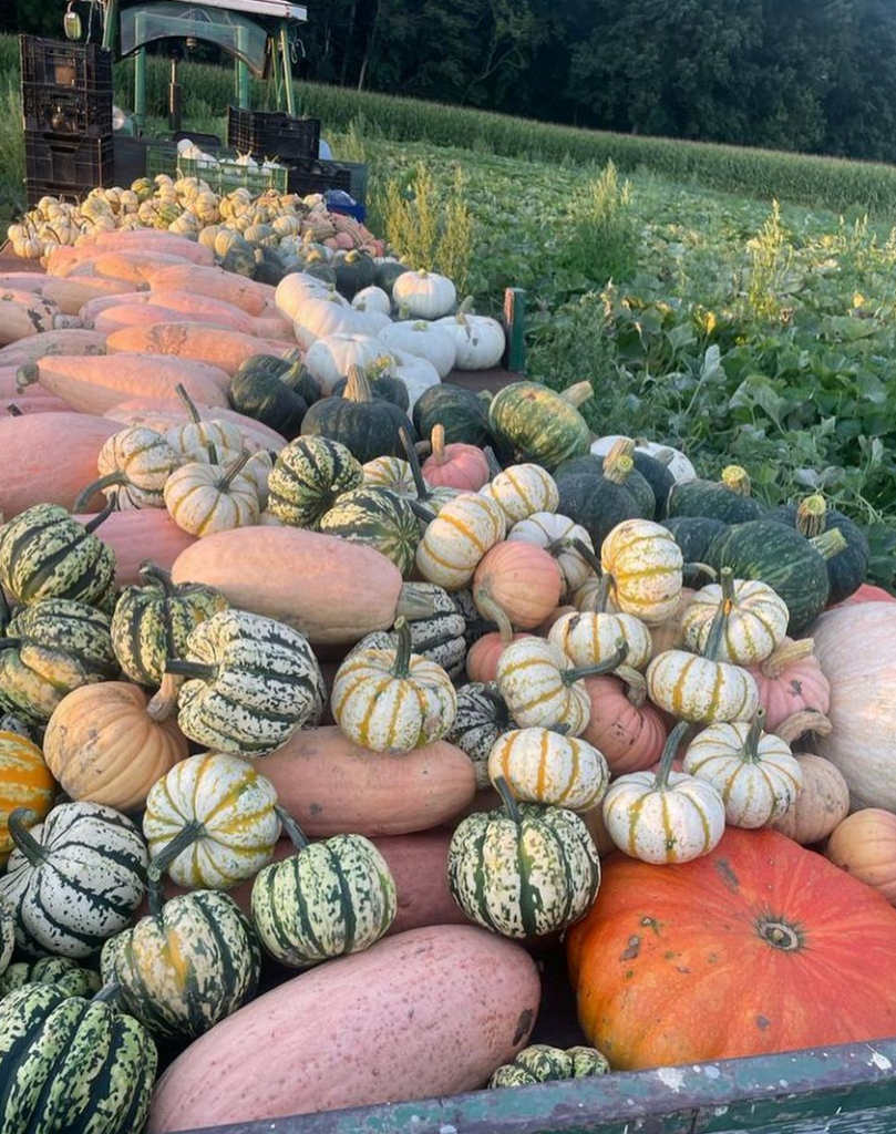 6+ Munich Pumpkin Patches You NEED To Visit (This Fall)