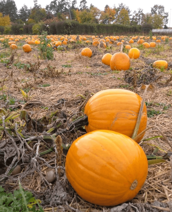 Munich Pumpkin Patches  Obsthof Knab